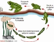 Hayvanlarda Üreme Büyüme ve Gelişme