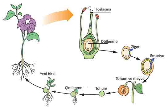 Bitki ve Hayvanlarda reme Byme ve Gelime