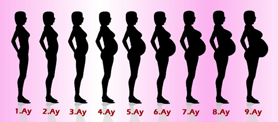 Hamilelikte Karın Ne Zaman Büyür?